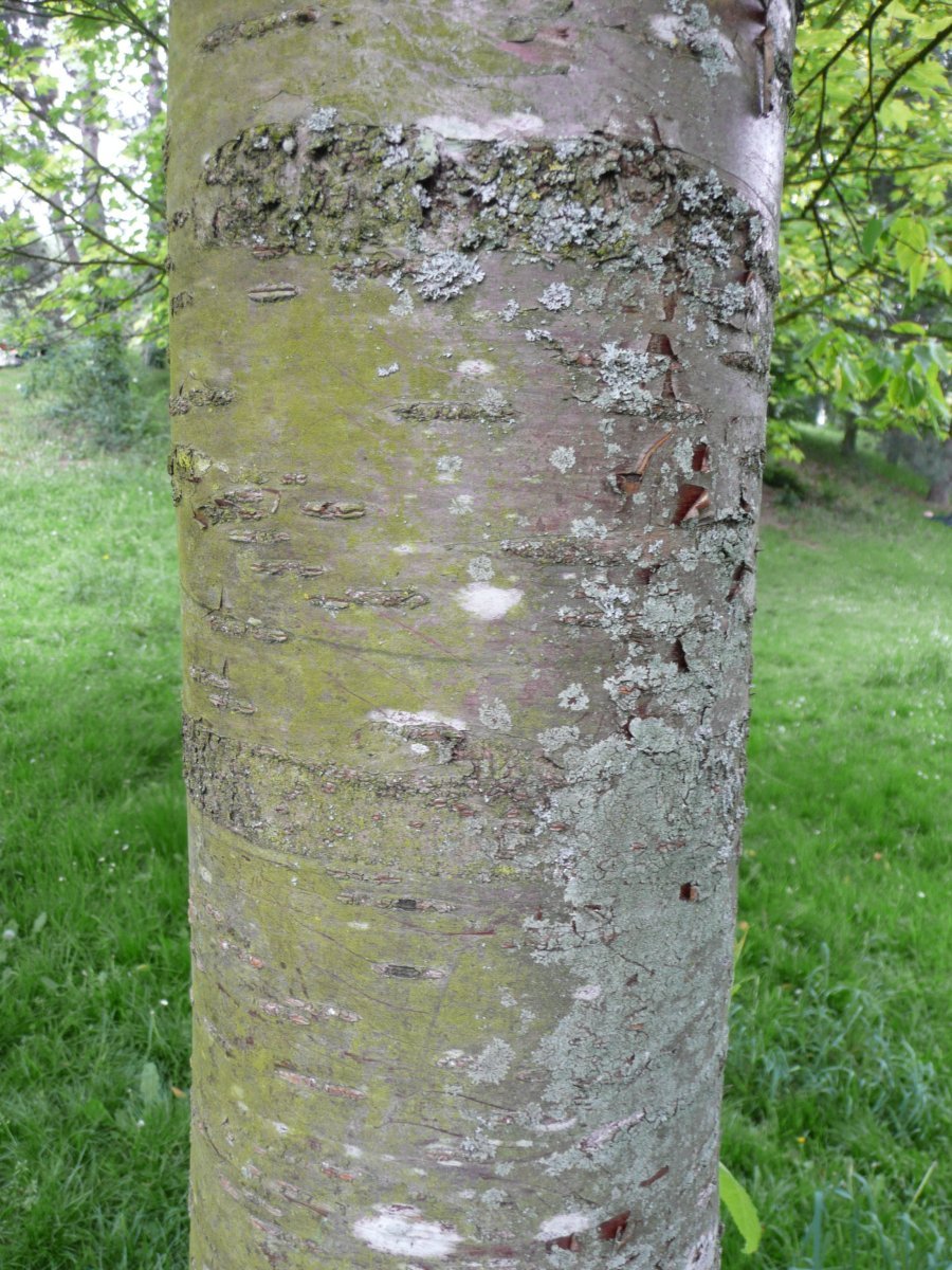 Черёмуха Маака - фото 9