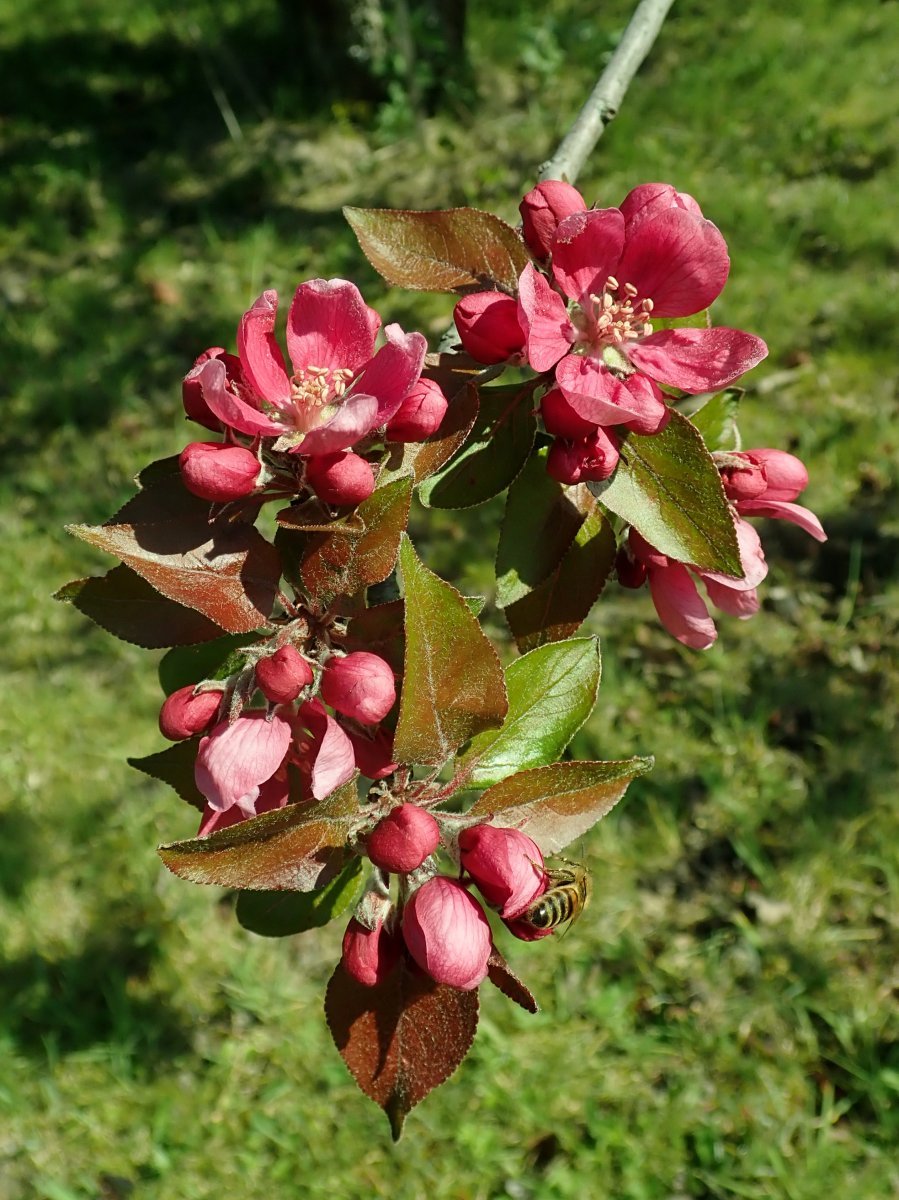 Яблоня Недзвецкого - фото 9
