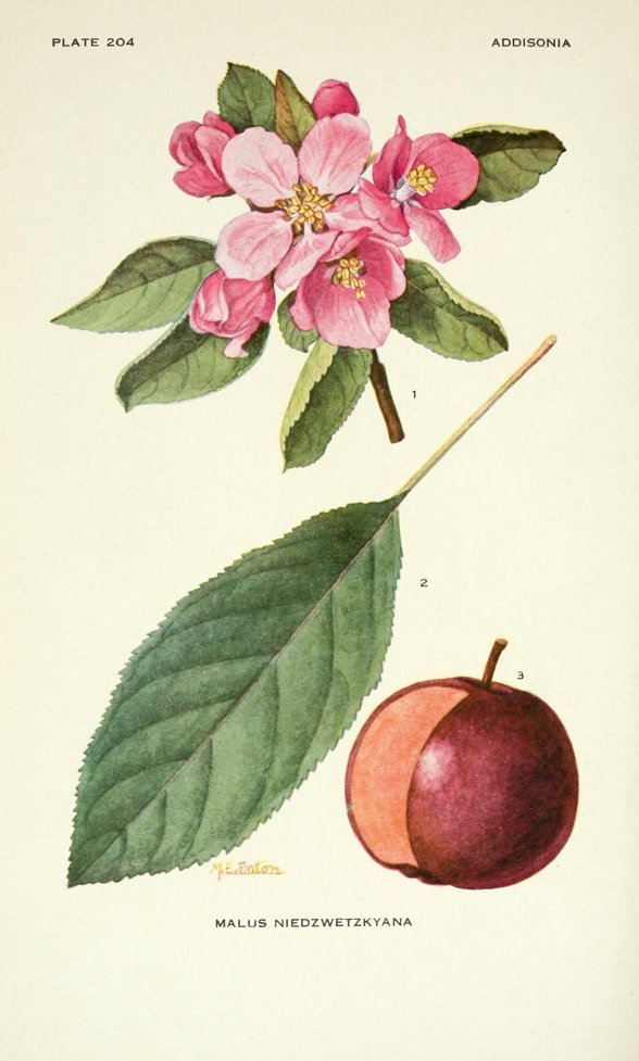 Яблоня Недзвецкого - фото 2