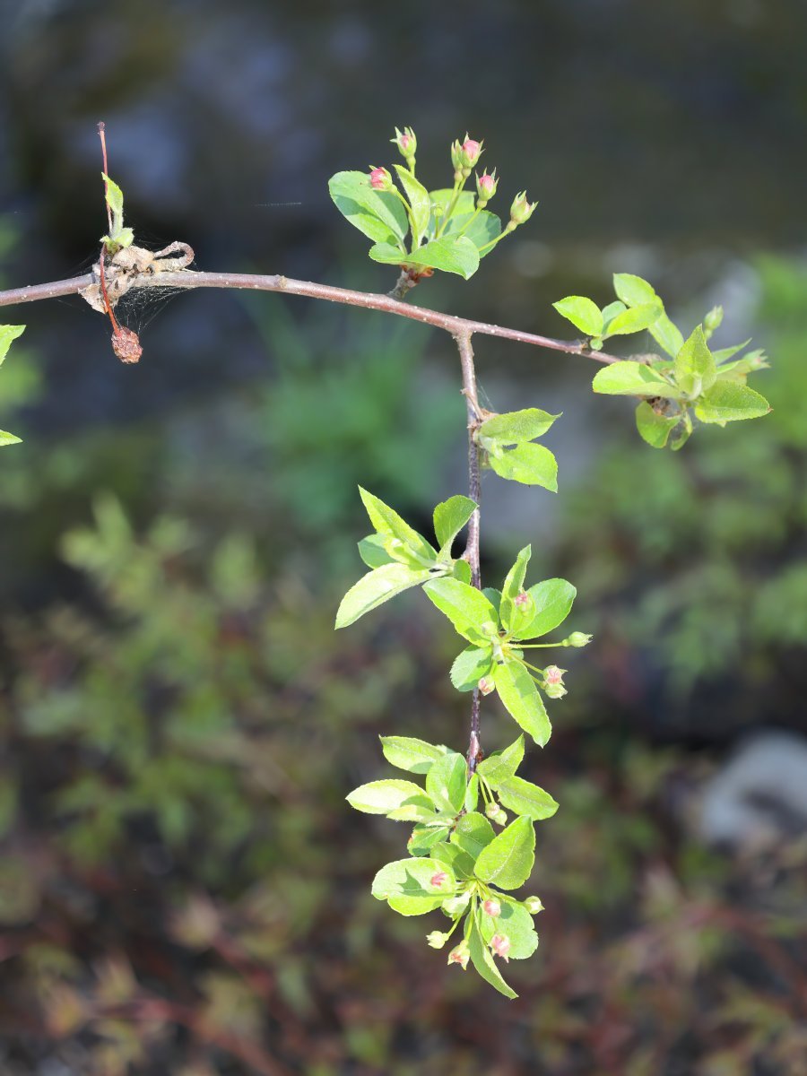 Яблоня Недзвецкого - фото 7