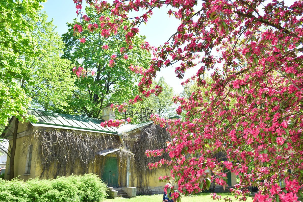 Яблоня Недзвецкого