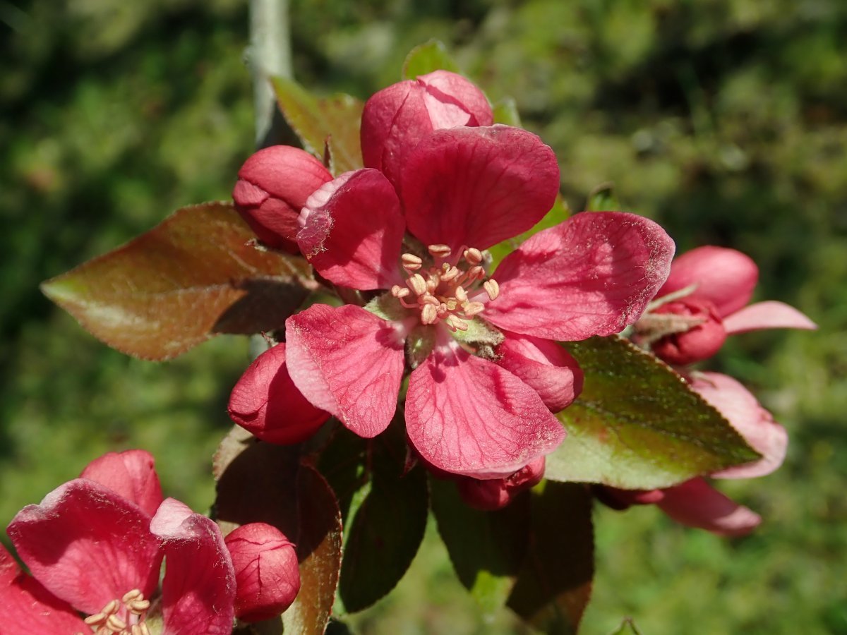 Яблоня Недзвецкого - фото 10