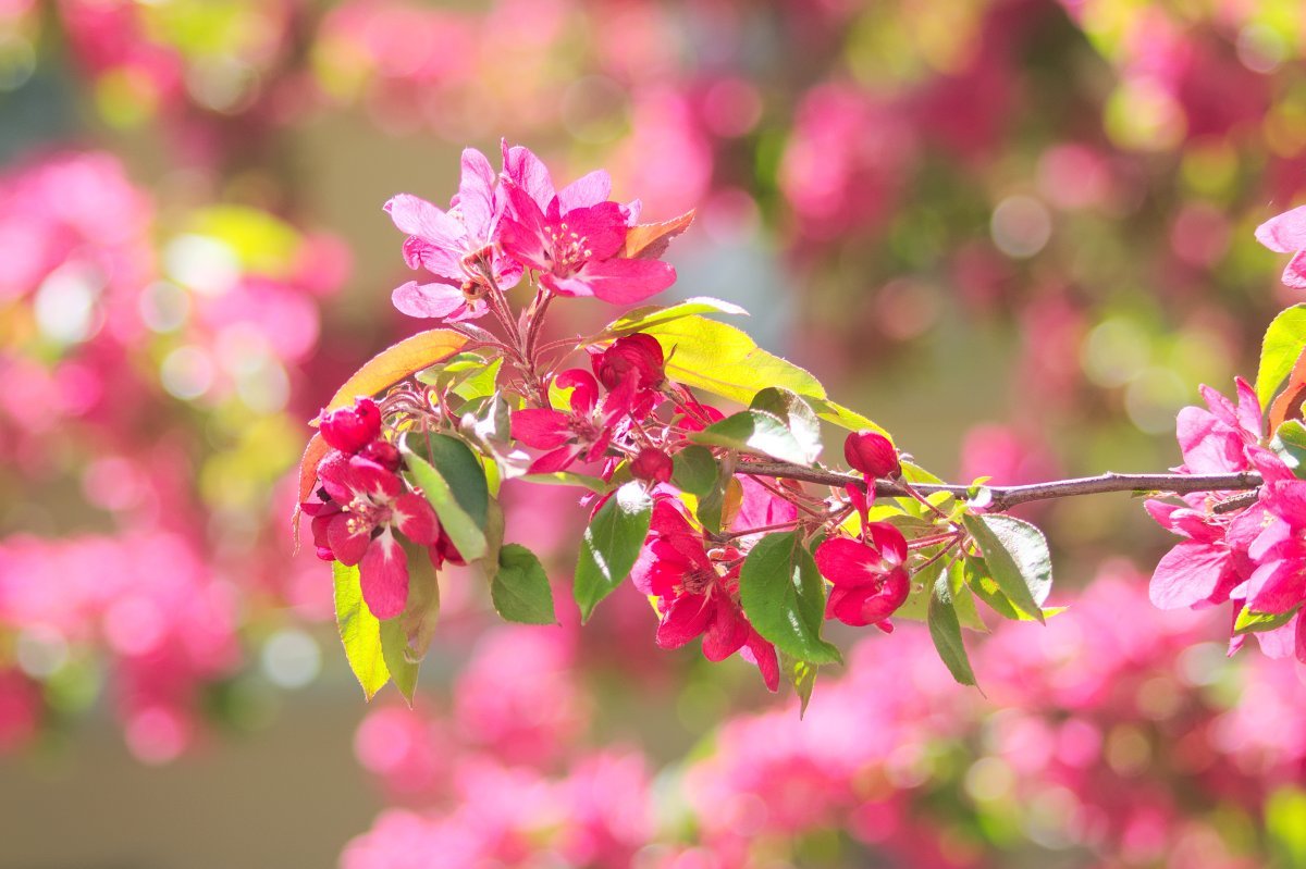 Яблоня Недзвецкого - фото 5