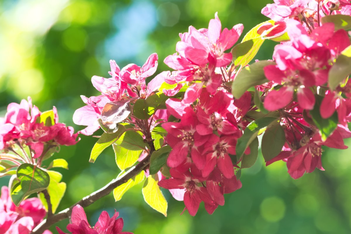 Яблоня Недзвецкого - фото 4