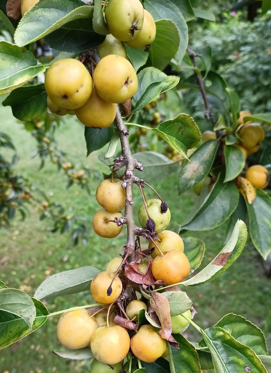 Яблоня сибирская - фото 7