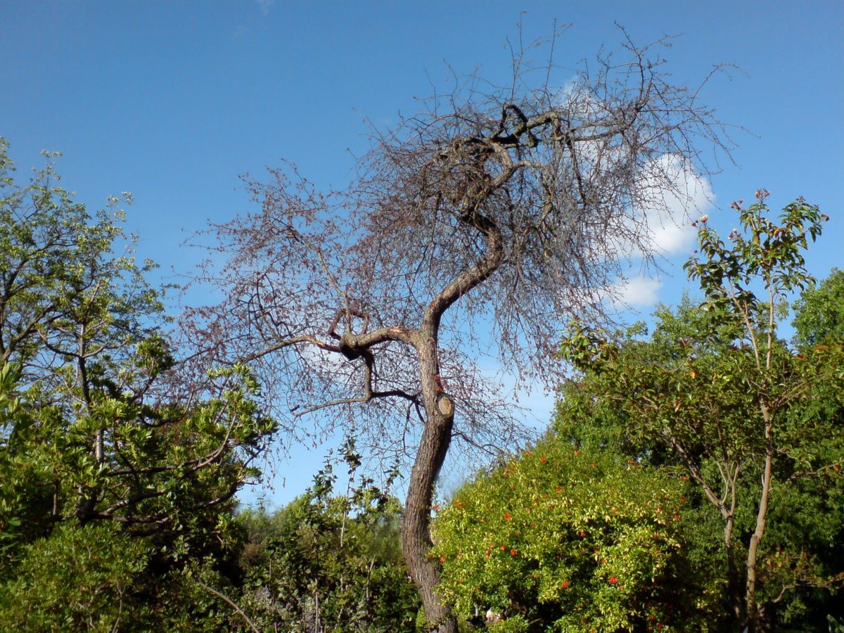 Яблоня сибирская - фото 4