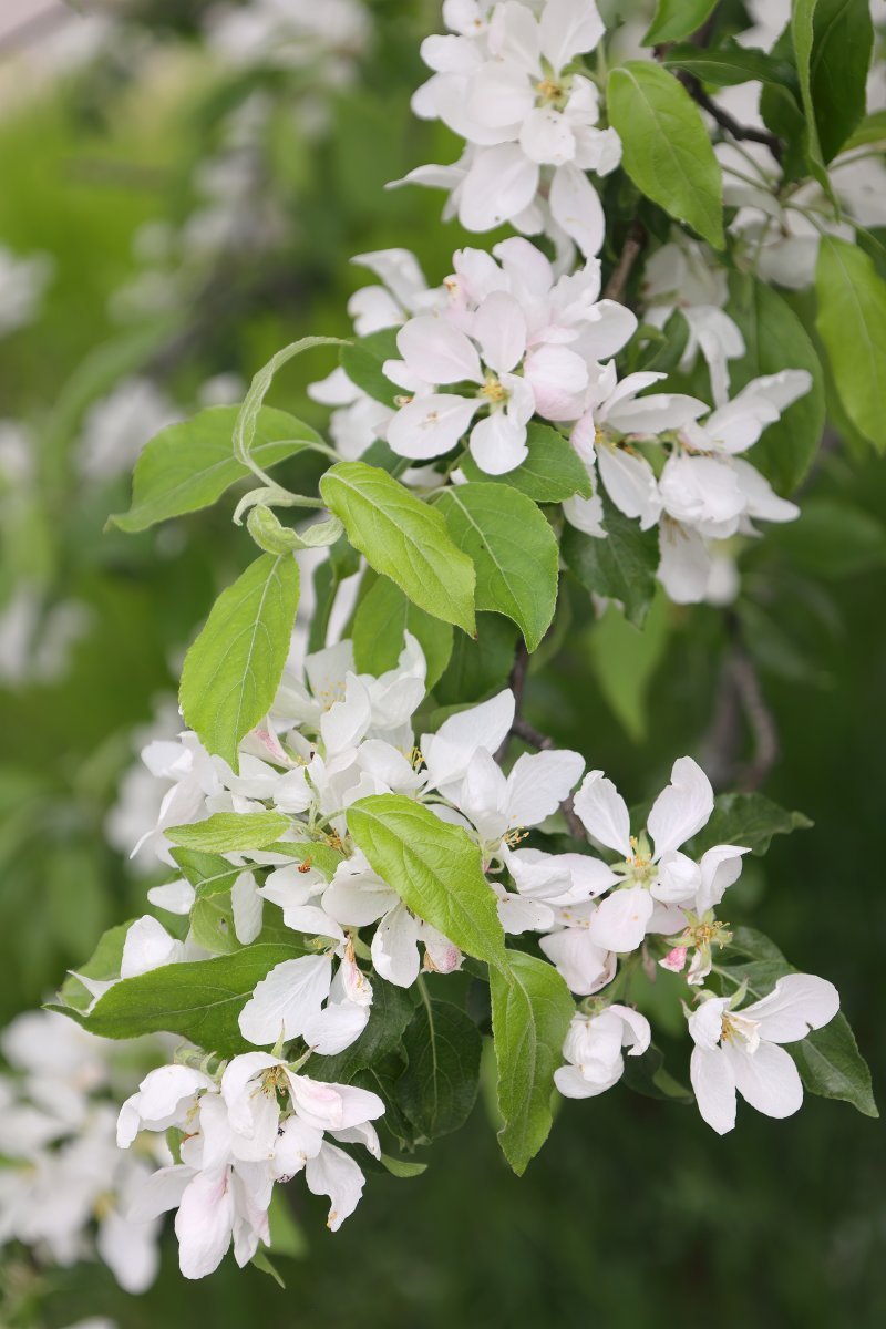 Яблоня сибирская - фото 10