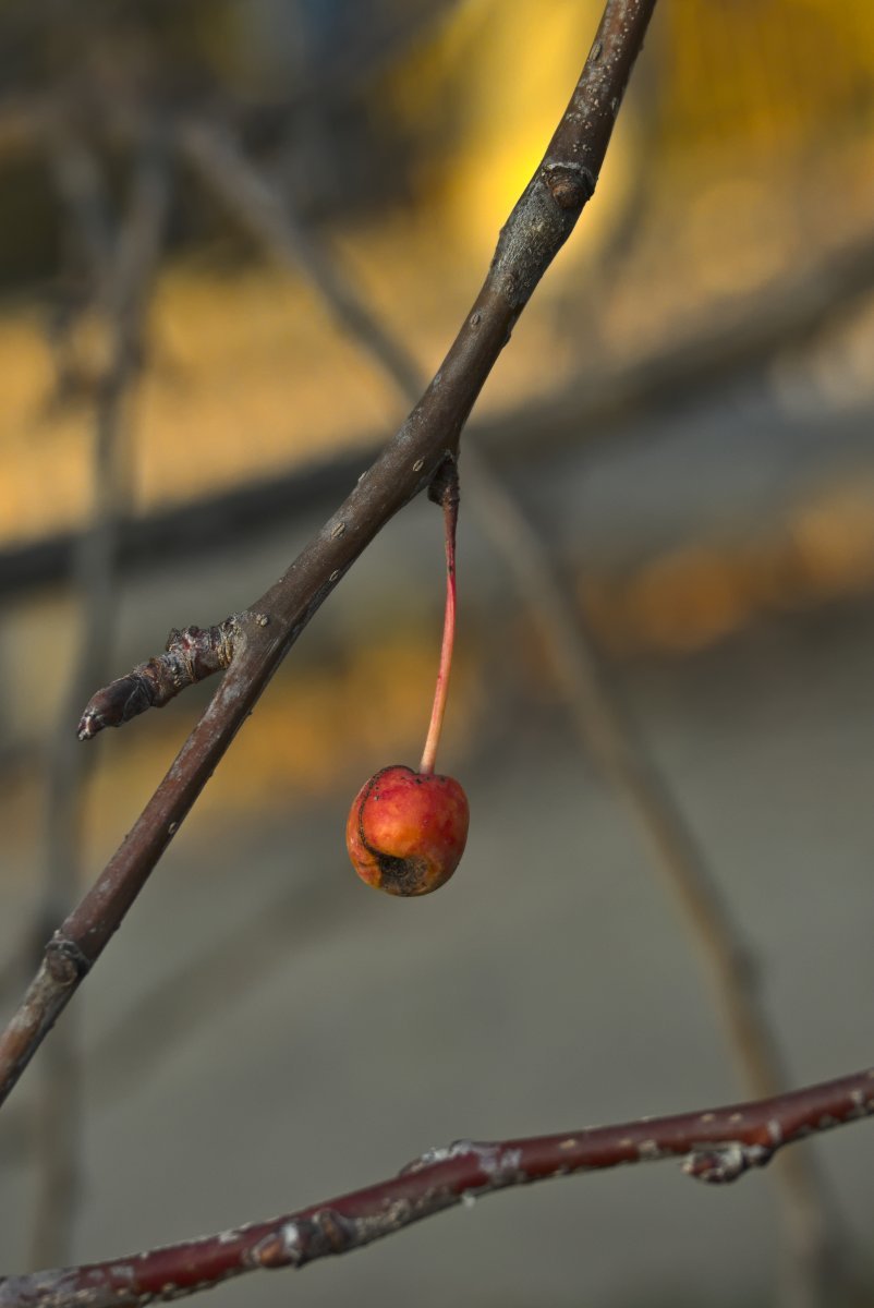 Яблоня сибирская - фото 8