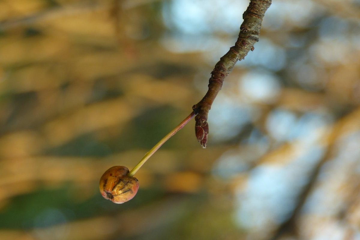 Яблоня сибирская - фото 9