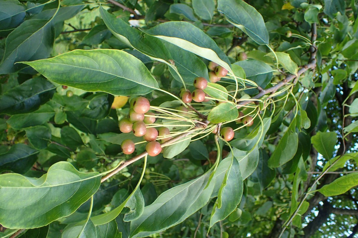 Яблоня сибирская - фото 5