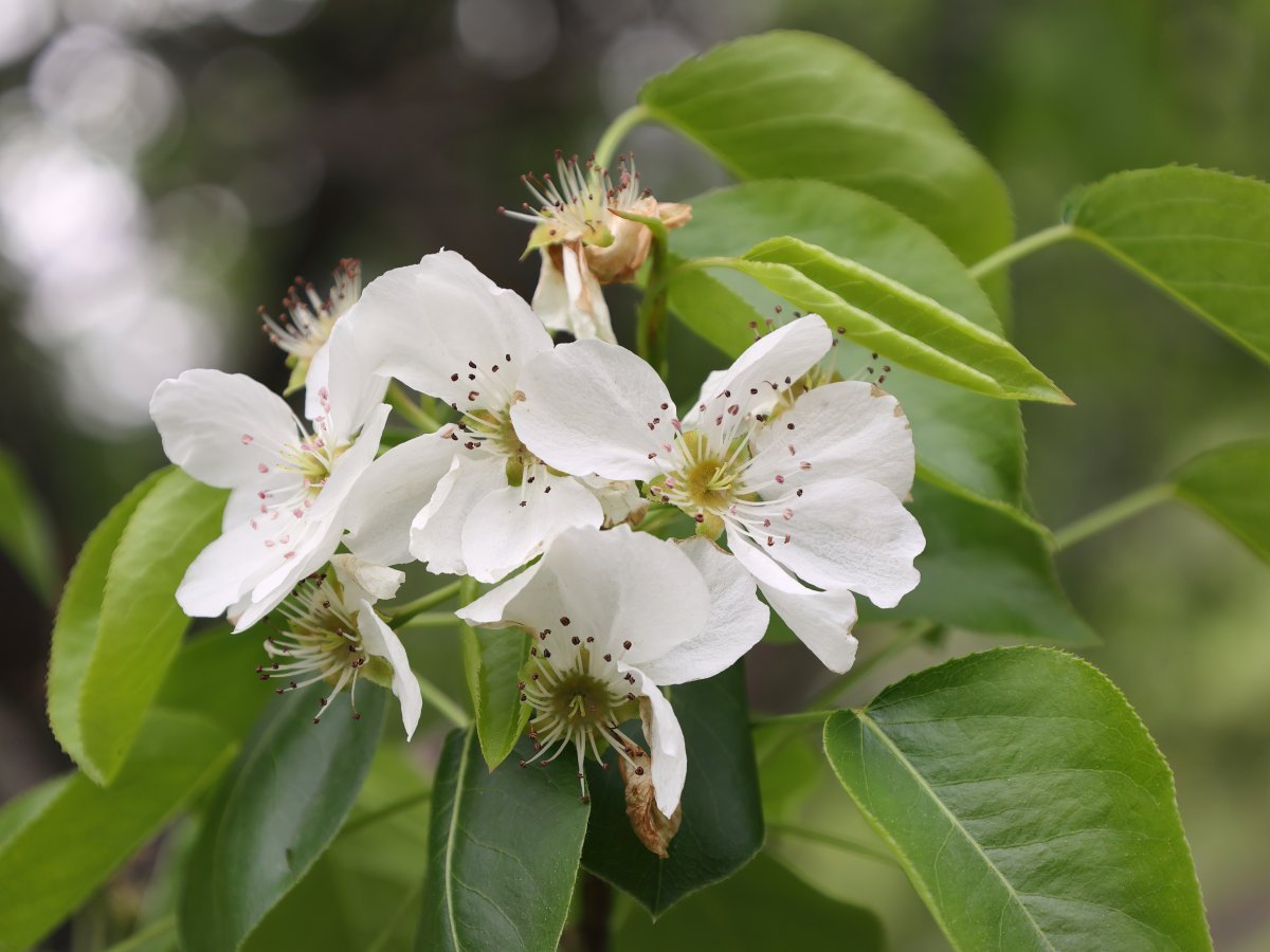 Груша уссурийская - фото 8