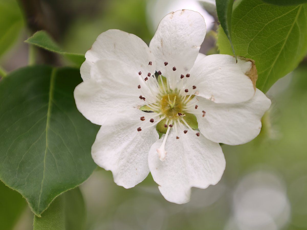 Груша уссурийская - фото 9