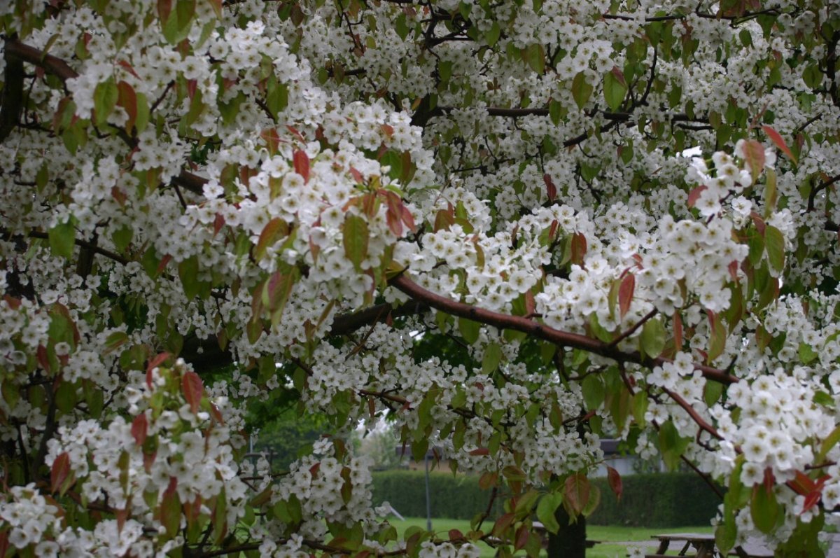 Груша уссурийская - фото 2