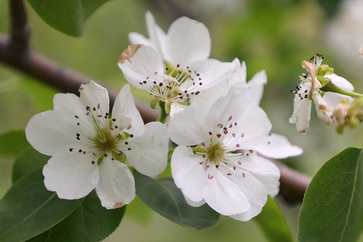 Груша уссурийская - фото 10