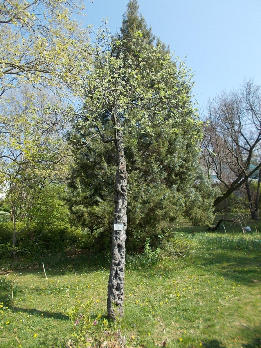 Груша уссурийская