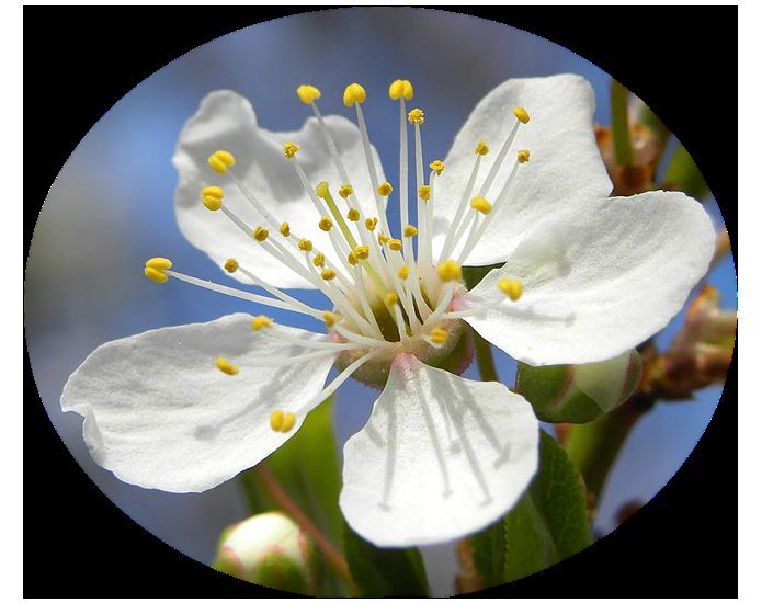 Слива растопыренная - фото 3