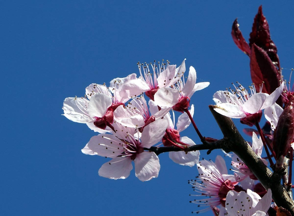 Слива растопыренная - фото 7