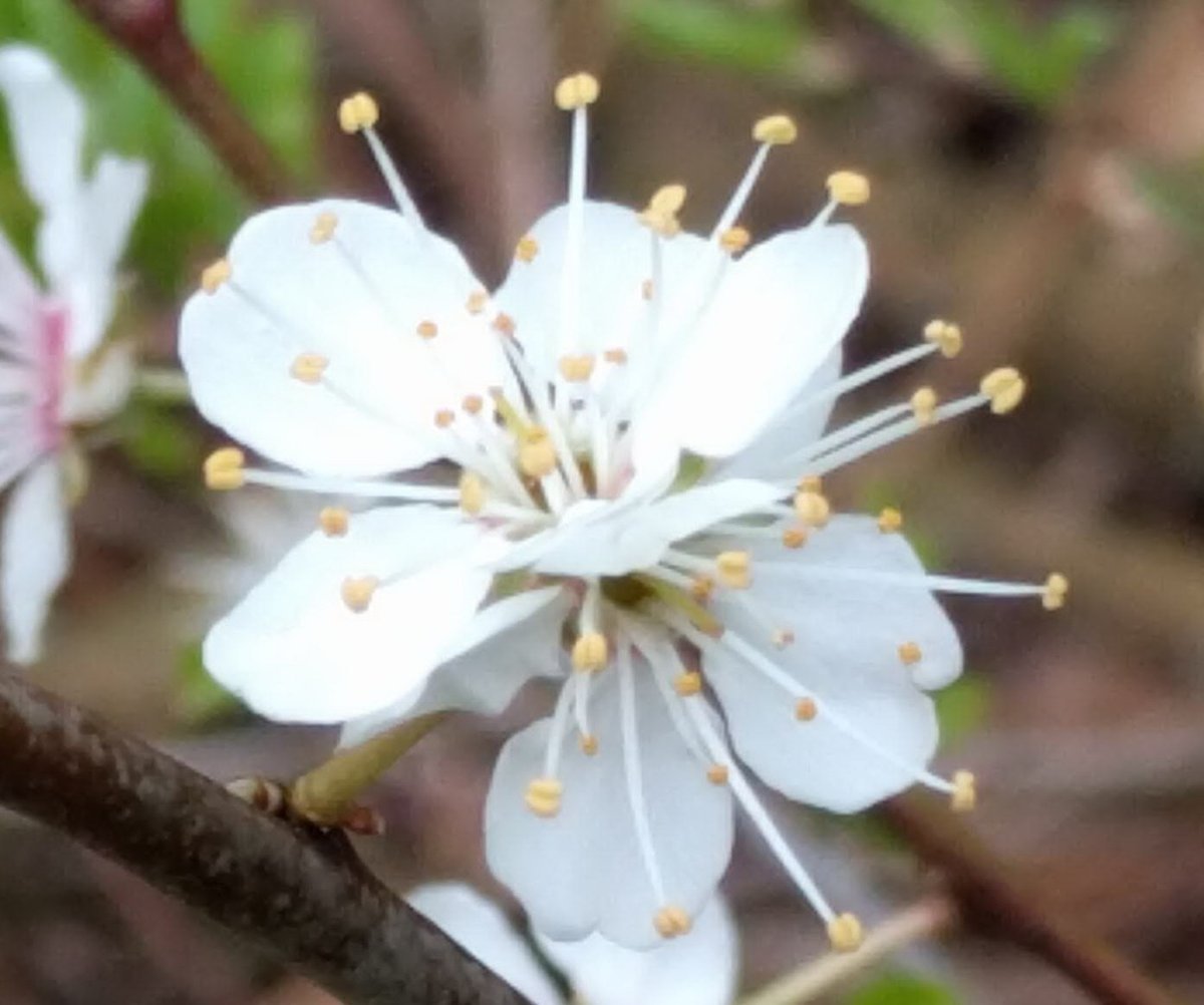 Слива растопыренная - фото 9