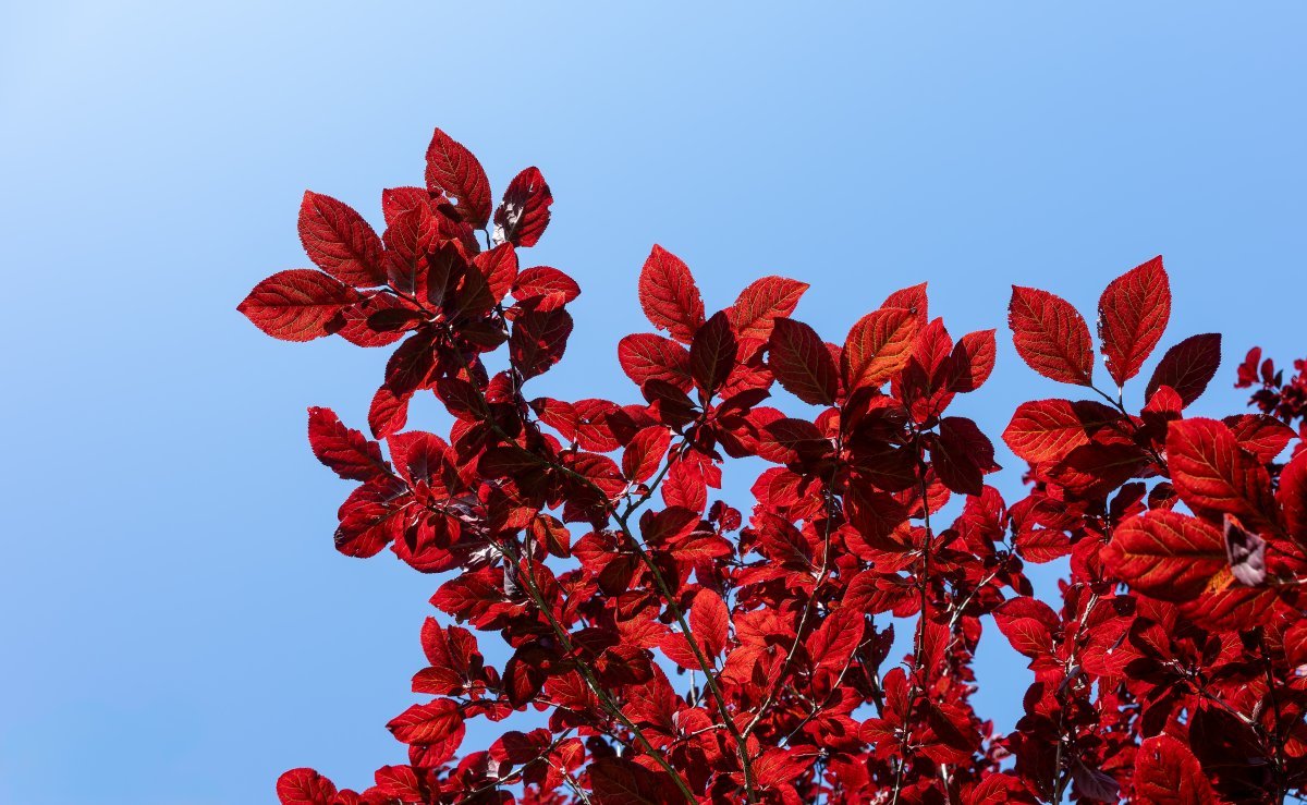 Слива растопыренная - фото 4