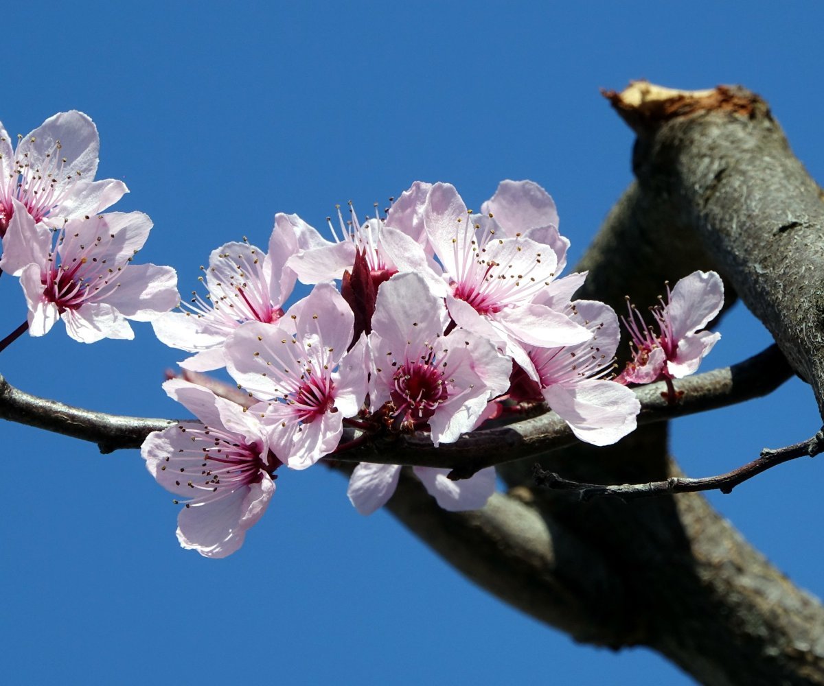 Слива растопыренная - фото 6