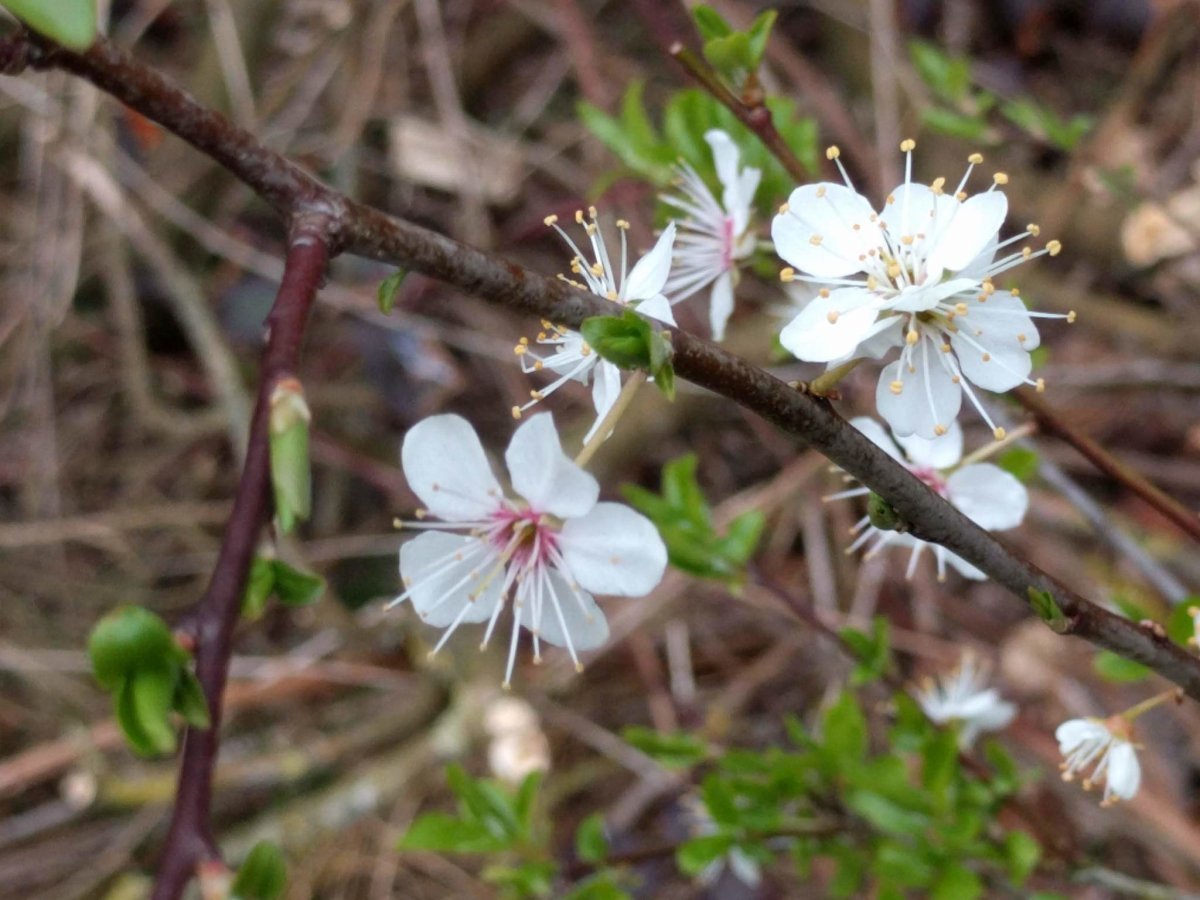 Слива растопыренная - фото 10