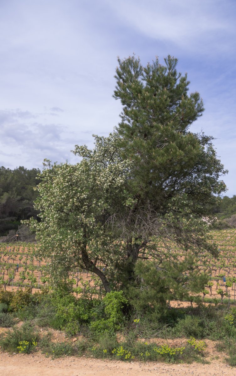 Робиния лжеакация - фото 9