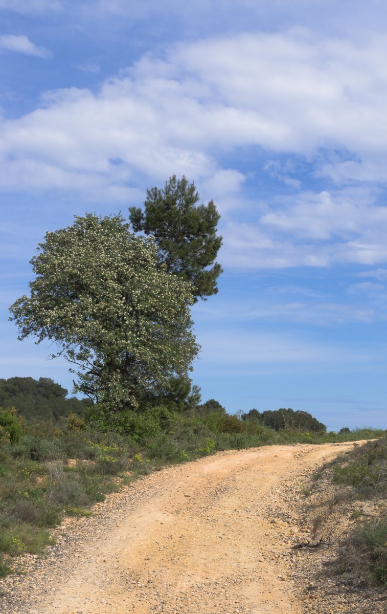 Робиния лжеакация - фото 7