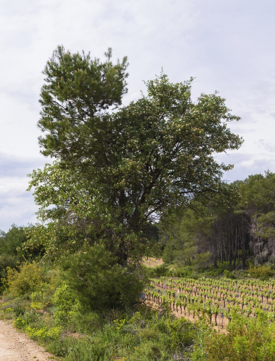 Робиния лжеакация - фото 10