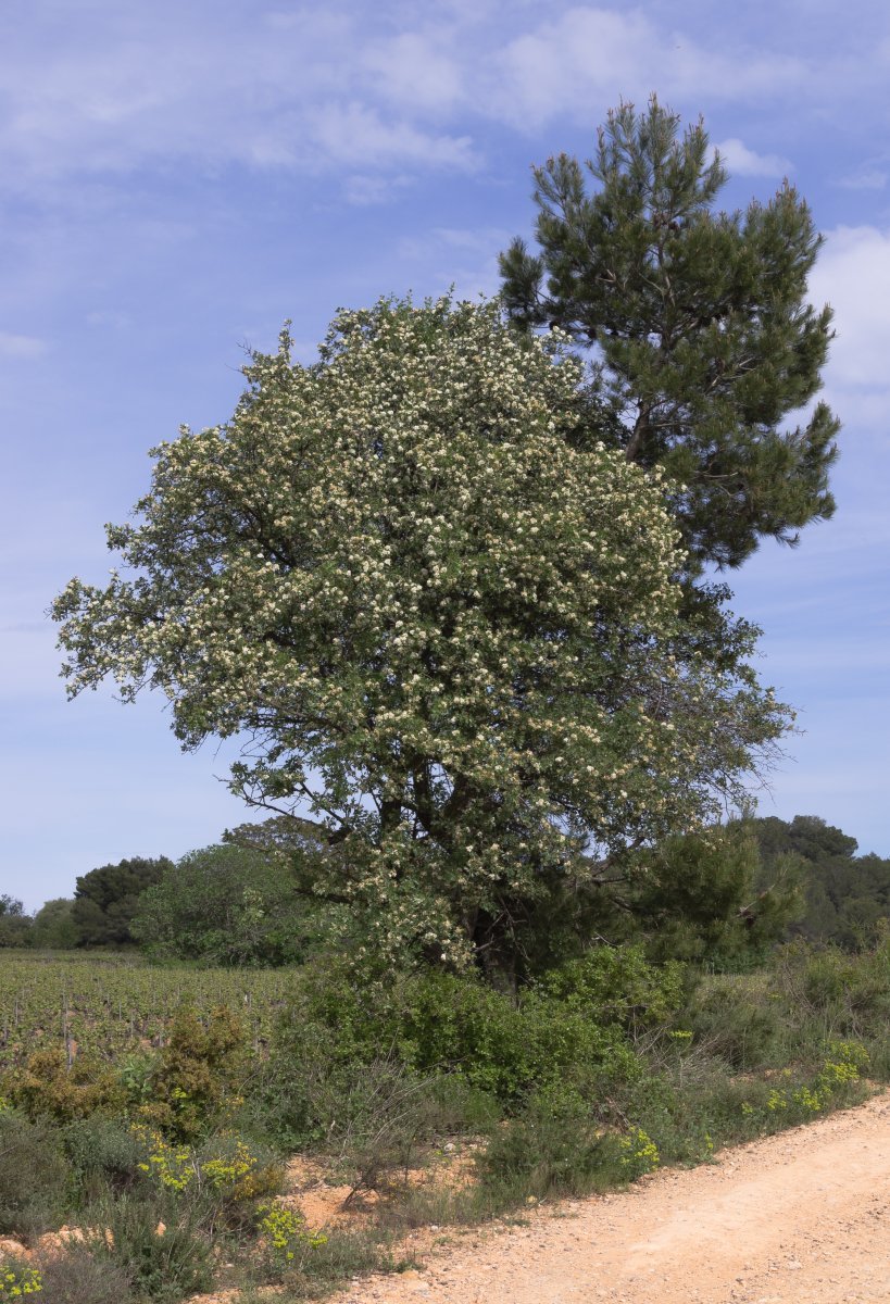 Робиния лжеакация - фото 8