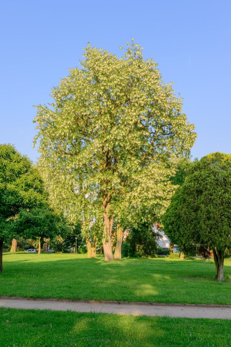 Робиния лжеакация - фото 5