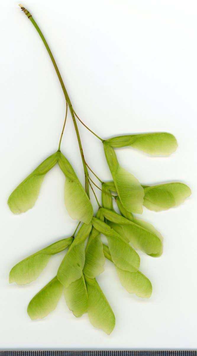 Клён ясенелистный - фото 4