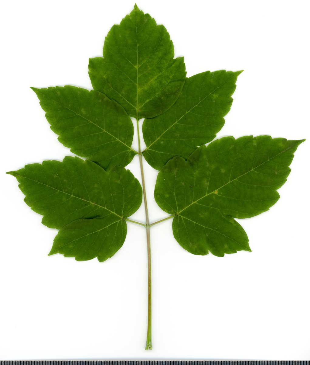 Клён ясенелистный - фото 10