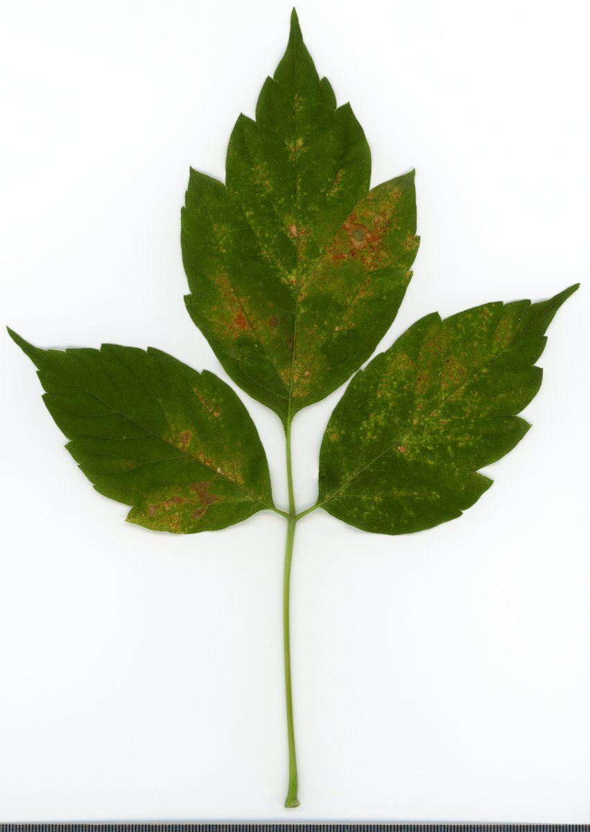 Клён ясенелистный