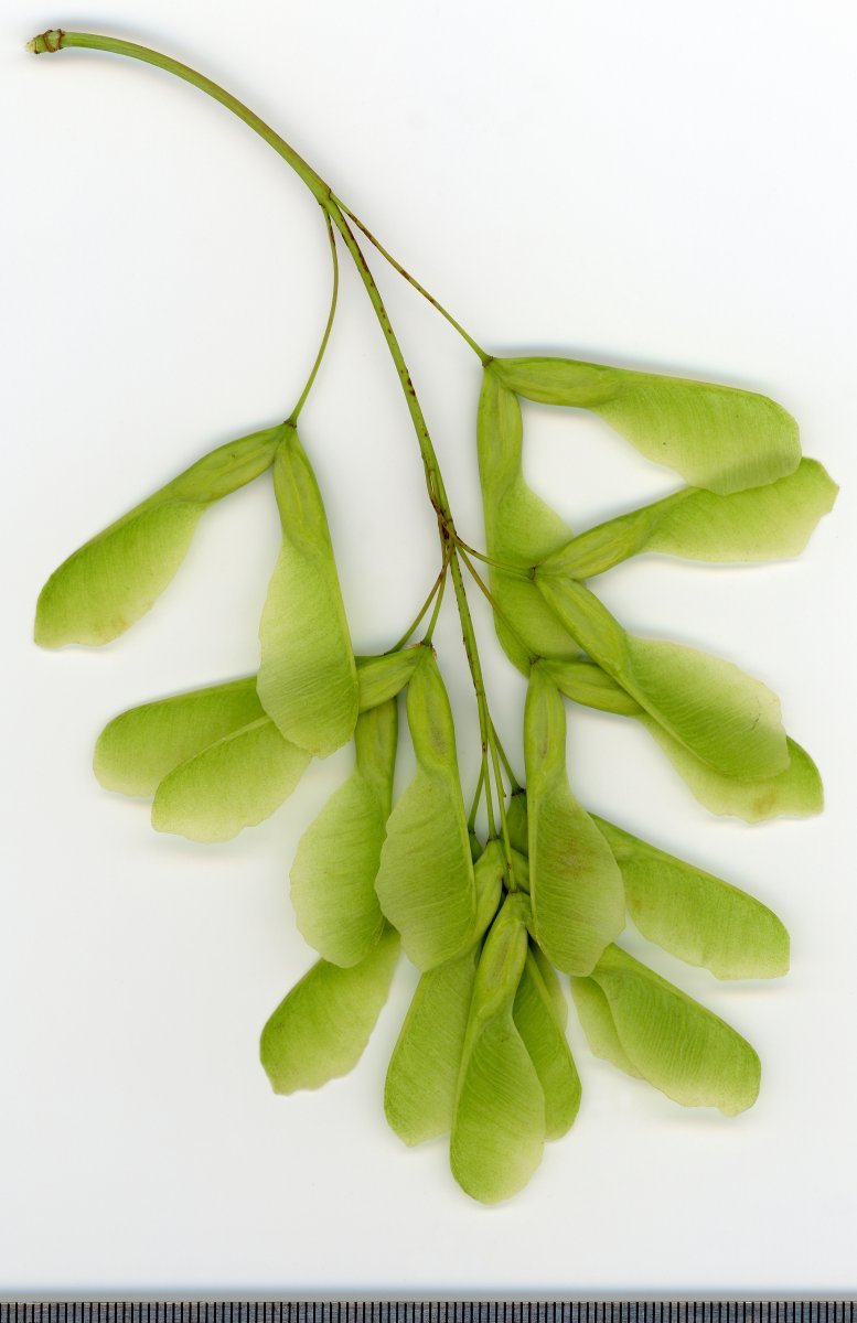 Клён ясенелистный - фото 6