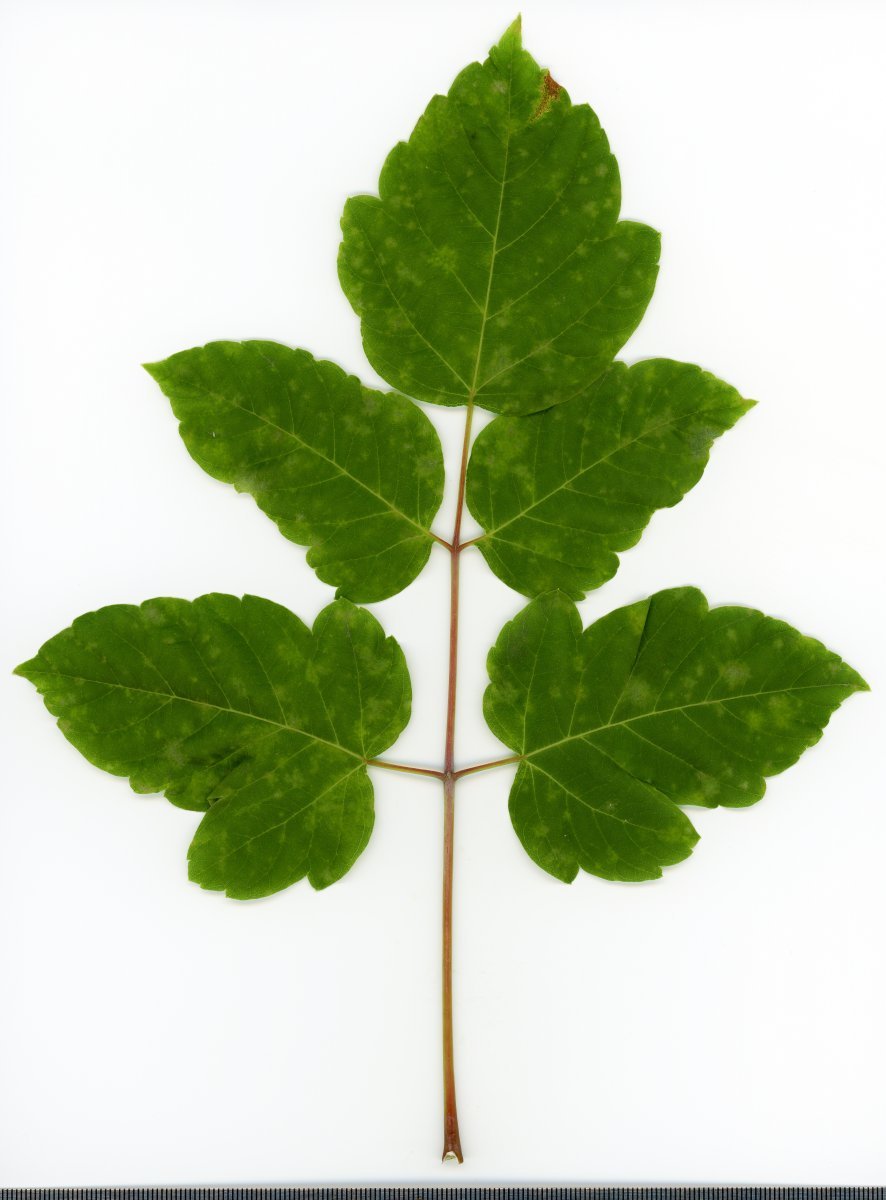 Клён ясенелистный - фото 8