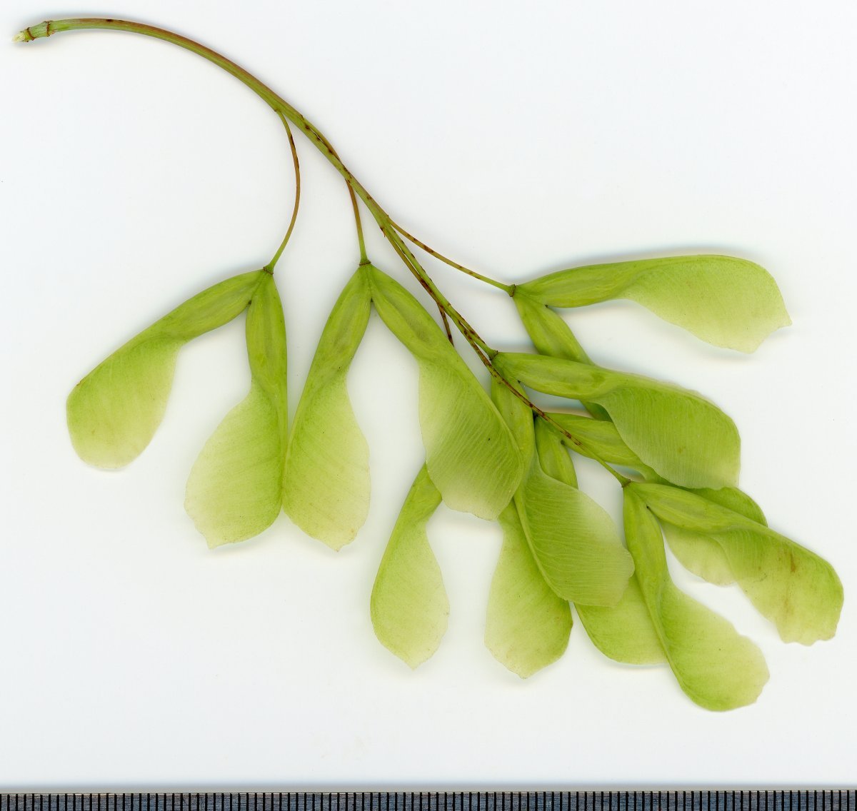 Клён ясенелистный - фото 3