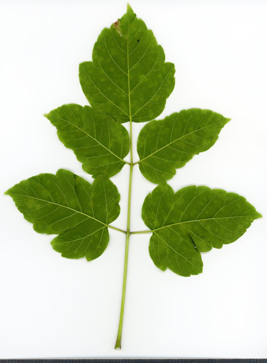 Клён ясенелистный - фото 9