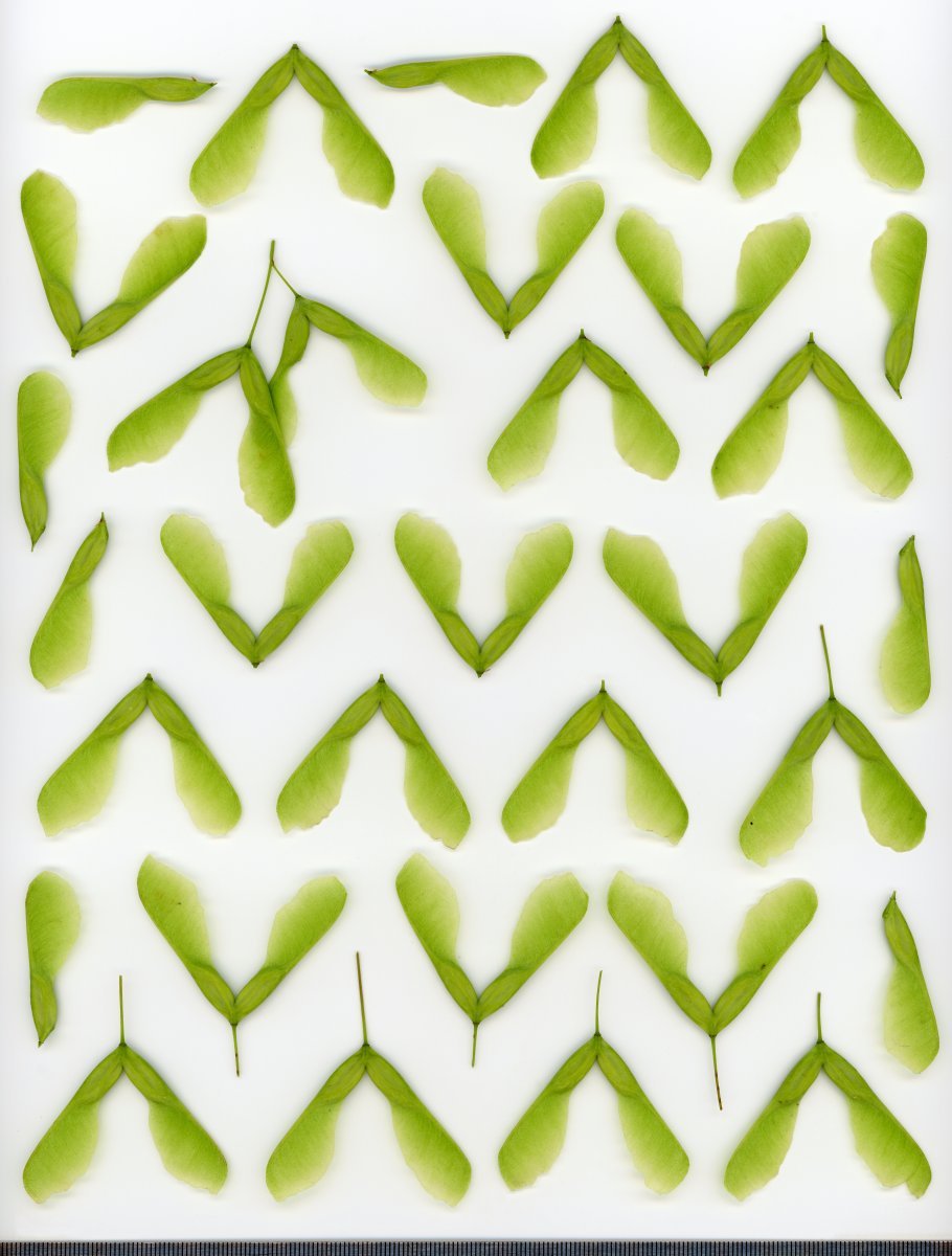 Клён ясенелистный - фото 7