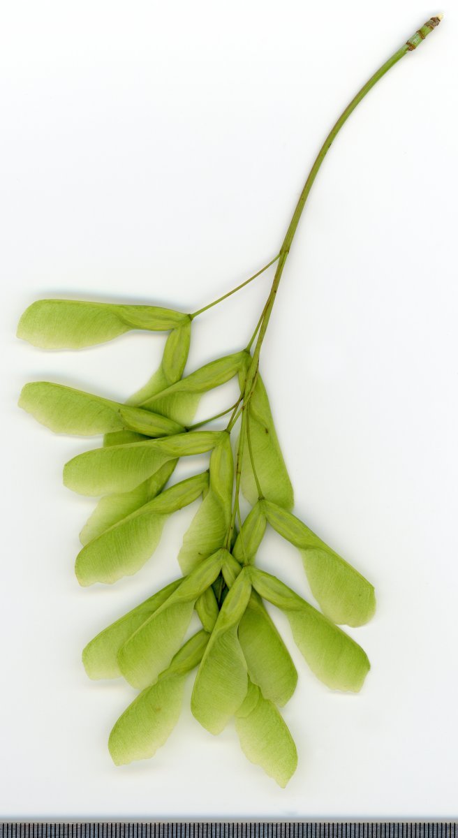 Клён ясенелистный - фото 5