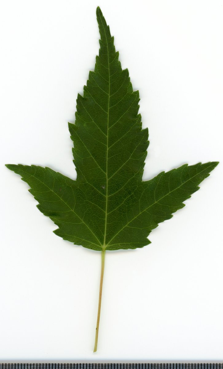 Клён татарский - фото 2