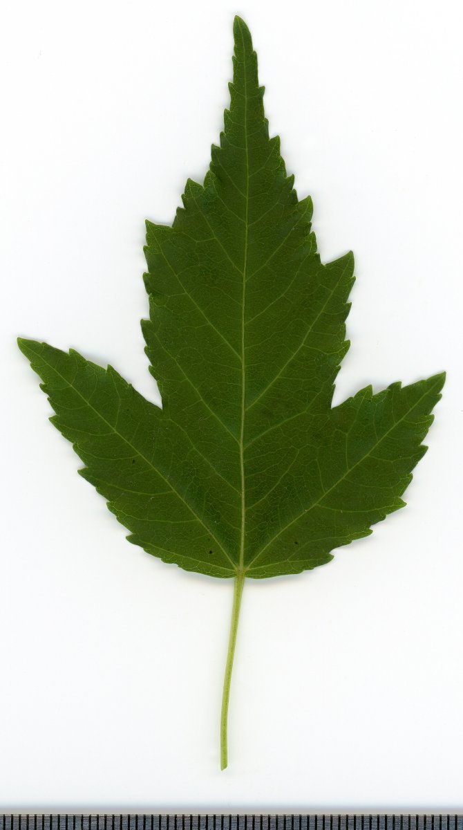 Клён татарский - фото 4