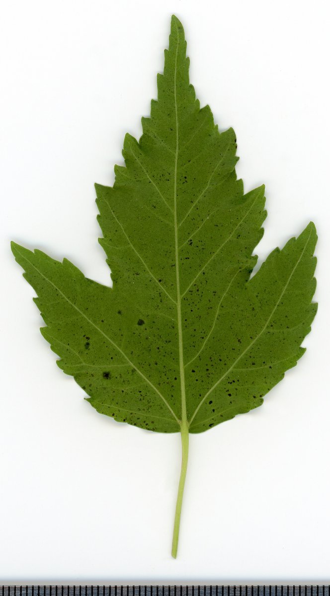 Клён татарский - фото 5