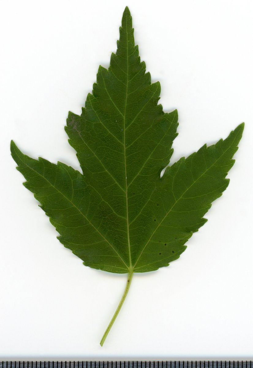 Клён татарский - фото 6