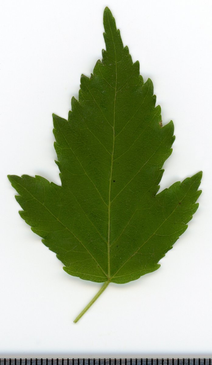 Клён татарский - фото 8