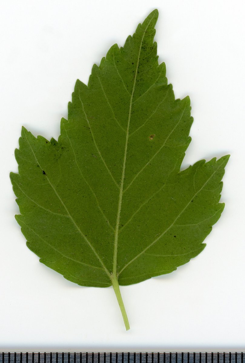 Клён татарский - фото 10