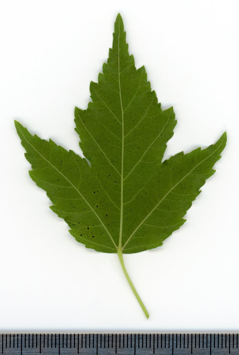 Клён татарский - фото 7