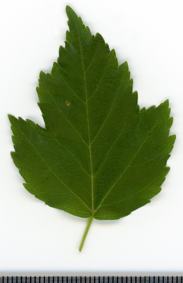 Клён татарский - фото 9