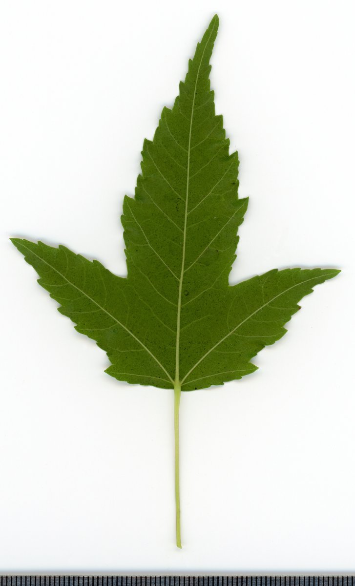 Клён татарский - фото 3