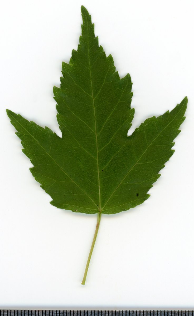 Клён татарский