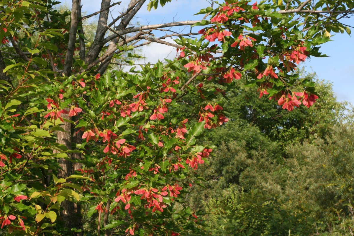 Клён гиннала - фото 4